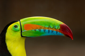 Keel-billed Toucan (Ramphastos sulfuratus) head shot showing the colourful beak, Colombia.