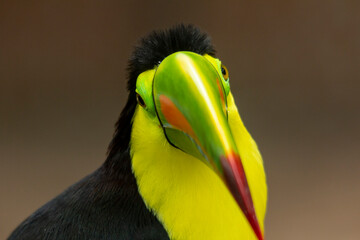 Keel-billed Toucan (Ramphastos sulfuratus) head shot showing the colourful beak, Colombia.