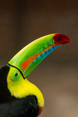 Keel-billed Toucan (Ramphastos sulfuratus) head shot showing the colourful beak, Colombia.