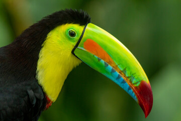 Keel-billed Toucan (Ramphastos sulfuratus) head shot showing the colourful beak, Colombia.