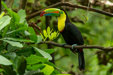  Keel-billed Toucan (Ramphastos sulfuratus) perching on branch, Colombia- stock photo