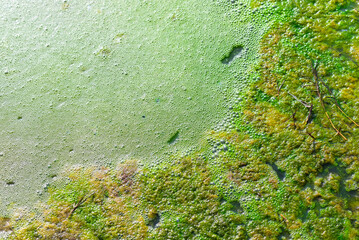 Algae blooming in the pond
