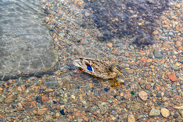Duck swims against the background of stones and pebbles lying on the bottom