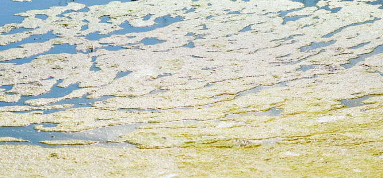 Algae blooming in the pond
