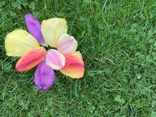 colorful petals arranged on a green meadow