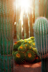 Cactus in the Mexican desert. Baja California sur. Mexico.