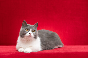a british shorthair cat on a red background