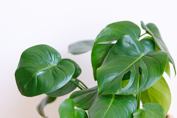 Monstera deliciosa houseplant in bright sunlight.