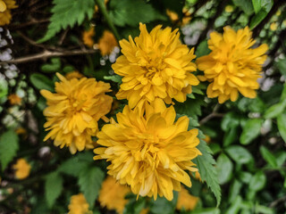 Japanese kerria (Kerria japonica) flower in the spring