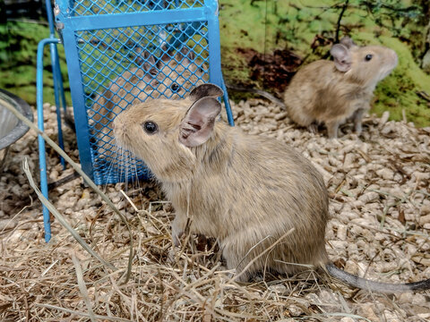 degu squirrels in a pen - animals