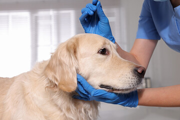 Veterinary holding acupuncture needle near dog's head in clinic, closeup. Animal treatment