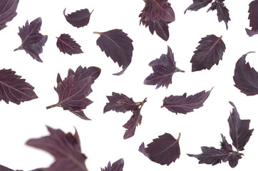 Purple Dark basil flying on white isolated background