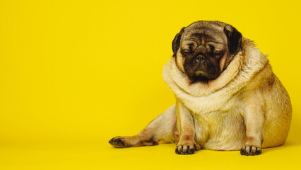 Obraz premium The cute pug is sleeping. Close-up of a charming pug dog with a smooth coat sleeping on a yellow background in the studio