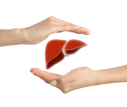 Woman holding hands around illustration of liver on white background, closeup