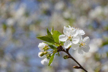 A branch blooming with white flowers on a blurred natural background. Photo of beautiful white flowers on a tree in early spring, blurred background. Selective focus. Beautiful spring background.