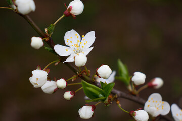 White cherry blossoms on a branch in the spring are close-ups with a shallow depth of field. Blooming green cherry leaves.