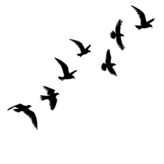 birds flying silhouette, on white background, isolated, vector