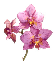 Watercolor nahd painted orchid flower. Botanical illustration © zzorik