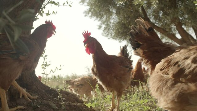Chickens eating grains on free range farm with green grass, Chicken in Farm Organic - close up slow motion of white and black hens