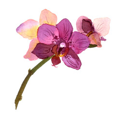 Watercolor painted pink orchid flower. Botanical illustration © zzorik