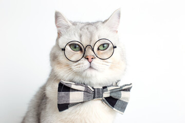 Funny white cat in a gray bow tie and glasses, on white background .