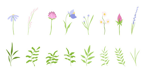 Flowers and green plants. Set of floral elements. Vector illustration