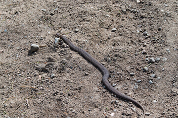 Vipera berus, the common European adder, Finland Europe