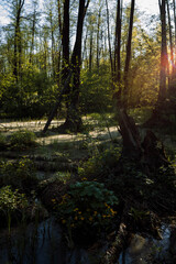 reserve in the Voronezh region habitat of turtles and beavers