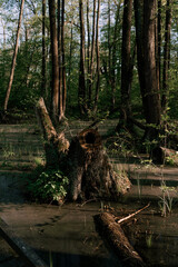 reserve in the Voronezh region habitat of turtles and beavers