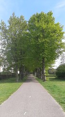 trees lining the path