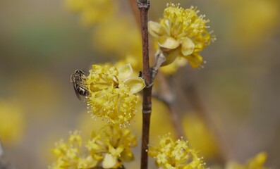 Bee extracting honey from dogwood flowers
