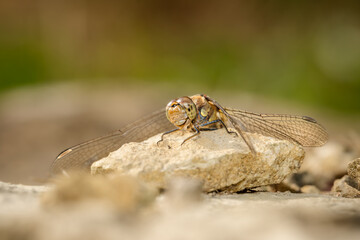 Close-up of a Dragon fly on a rock