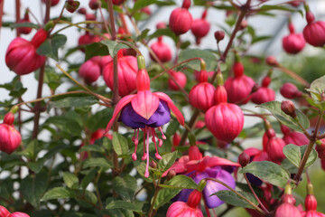 Fuchsia (onagraceae) purple flowers in flower pot in home garden. Pink flowers of fuchsia. Blossom...