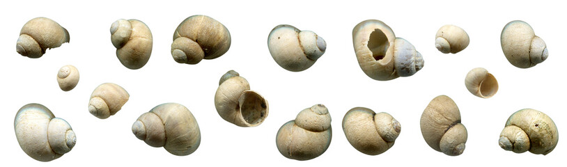 Set of river shells isolated on white background