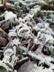 frost on leaves