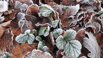 frost on leaves