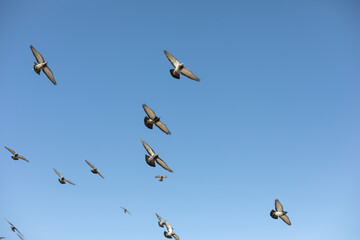 Pigeons fly in sky. Birds in flight.