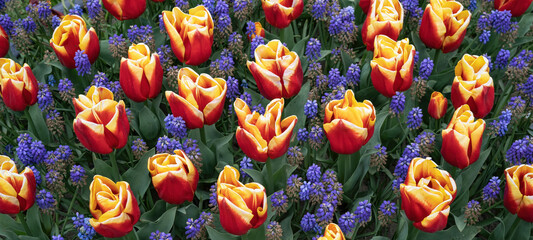 Fototapeta na wymiar Flower background - Bed of blooming grape hyacinths and tulips