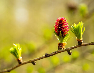 Lärchen Blüte