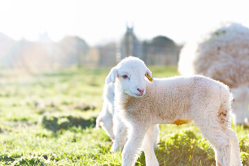Obraz premium Lambs bask in spring sunshine in a pasture field
