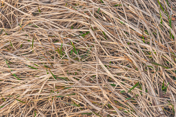 Dry yellow grass rural pattern