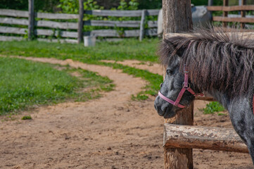 Pony awaiting for the walk at sunny day