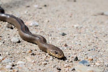 snake on the sand