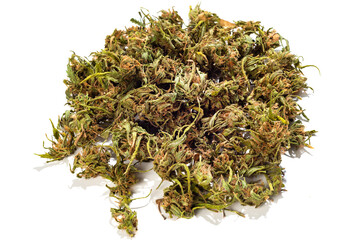 group of freshly grown cannabis flowers