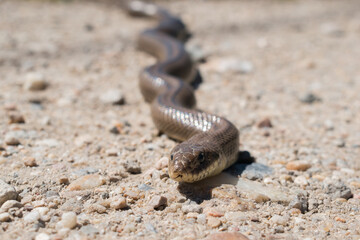 snake on the sand