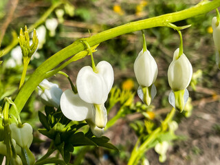 pacific bleeding heart. dicentra formosa flower