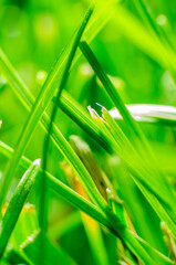 Macro Shot of Blades of Grass in a Lawn