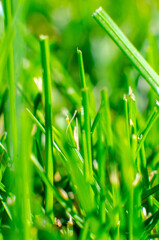 Macro Shot of Blades of Grass in a Lawn