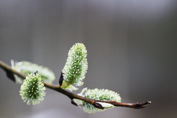 Flowering willow branch. © Иван 