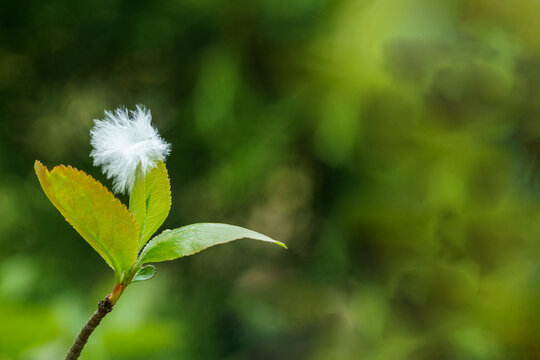 White fluff on the green growth of Black Chokeberry (Aronia melanocarpa)